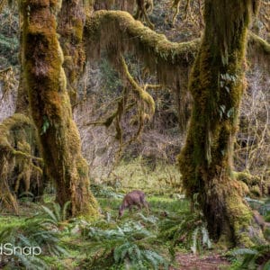 Rainforests Of The Olympic Peninsula