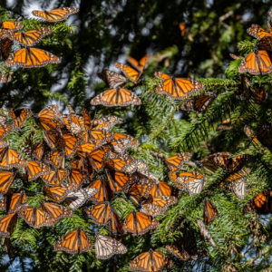 Mexico Photography Tour 2020