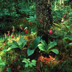 Orchids Of Minnesota
