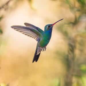 Hummingbirds of Arizona